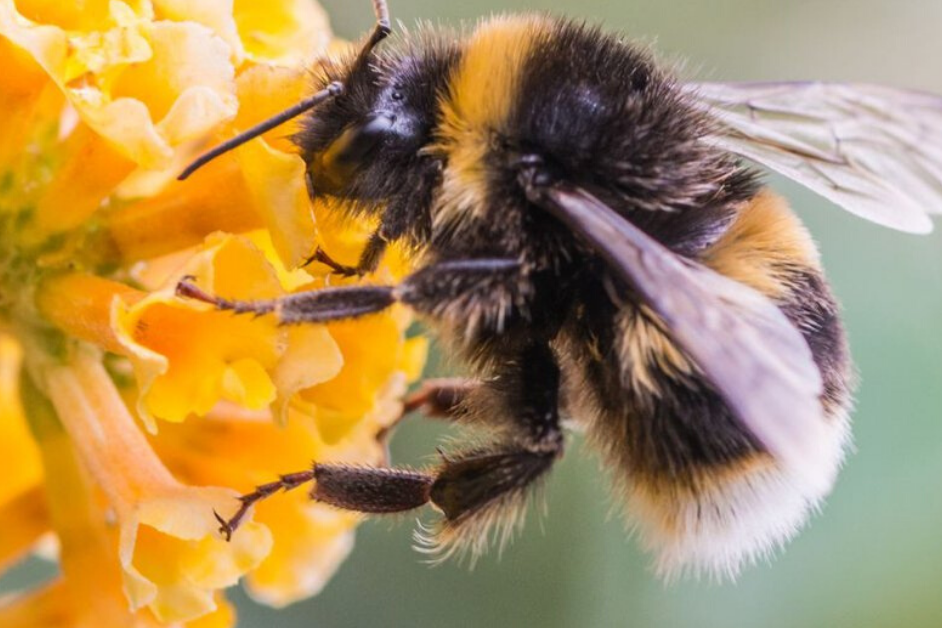 Býfluga og blómið