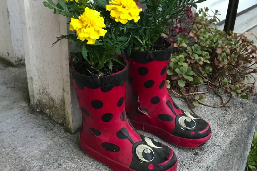 Stígvél sem blómapottur